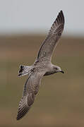 European Herring Gull