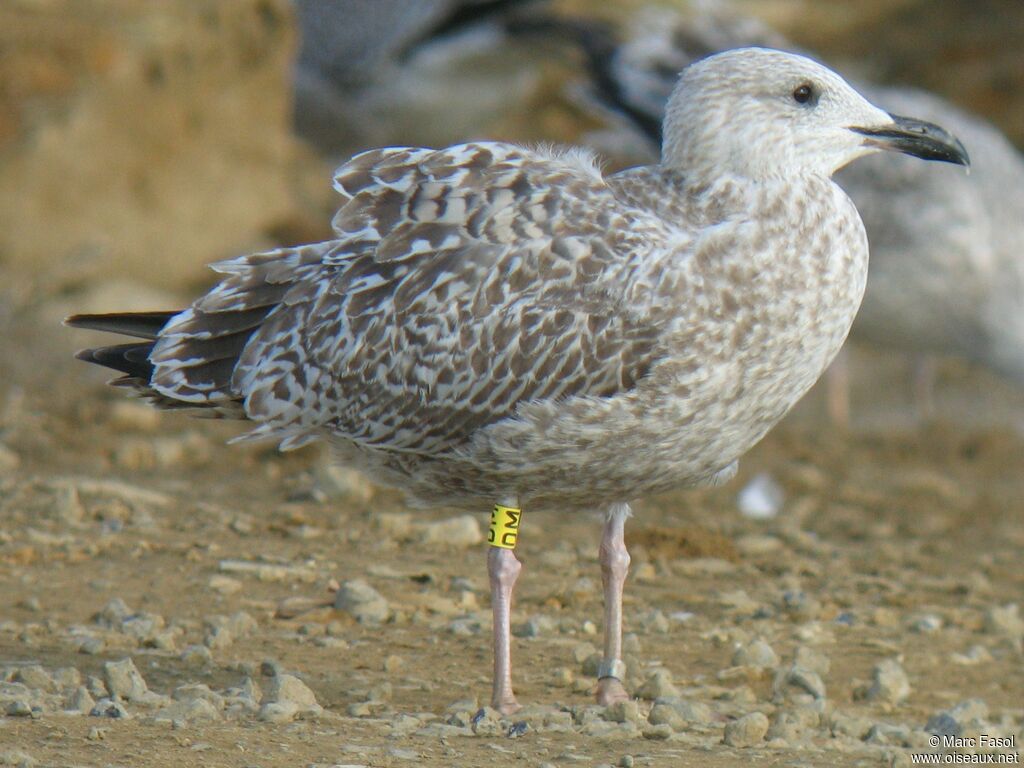 European Herring GullFirst year, identification