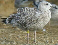 European Herring Gull
