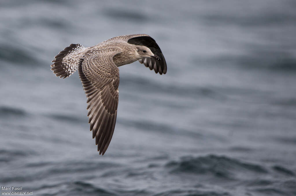 European Herring GullFirst year, pigmentation, Flight