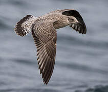 European Herring Gull