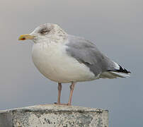 European Herring Gull