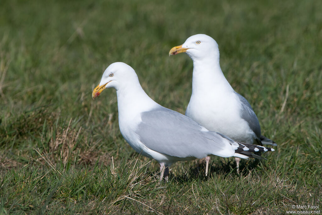 Goéland argentéadulte nuptial, pêche/chasse