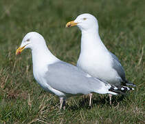 European Herring Gull