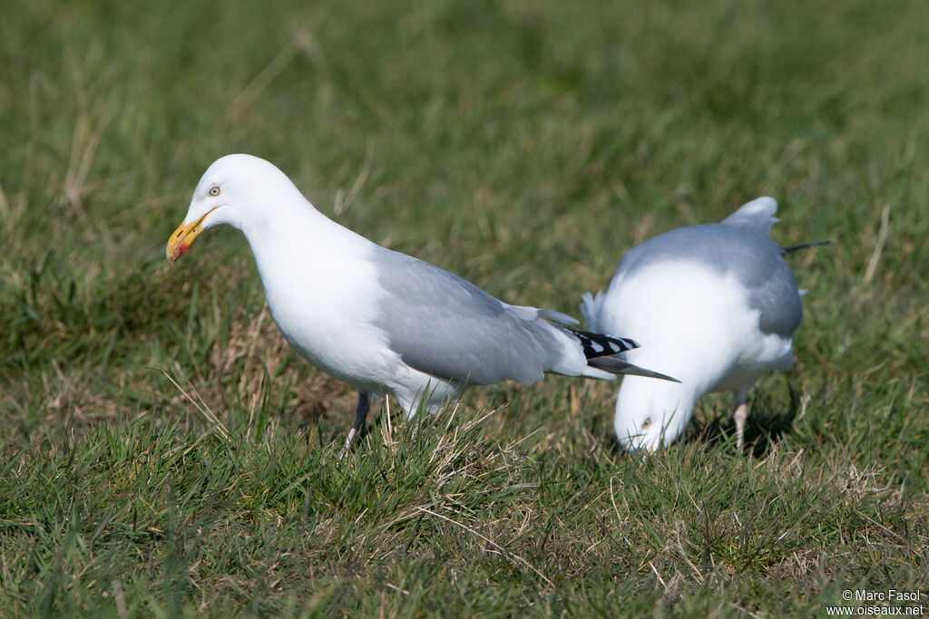 Goéland argentéadulte, pêche/chasse