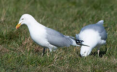 Goéland argenté