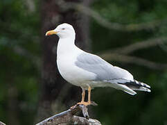 Goéland argenté