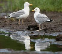 European Herring Gull