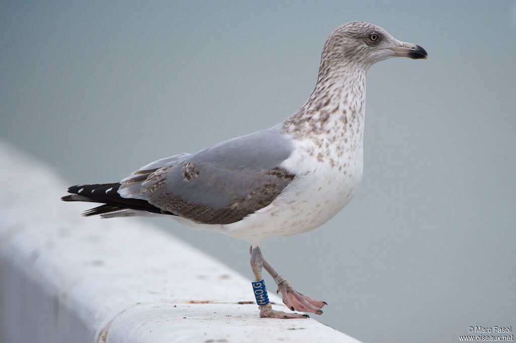 European Herring GullSecond year, identification