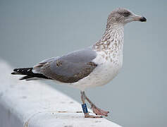 European Herring Gull