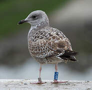 European Herring Gull