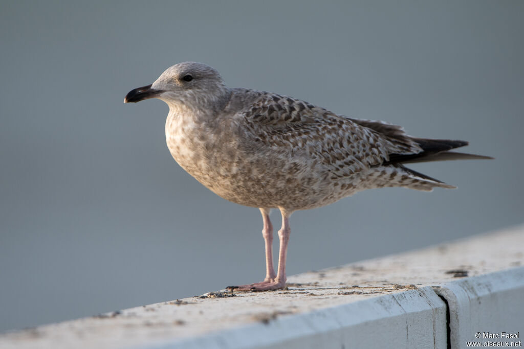 European Herring GullFirst year, identification