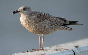 European Herring Gull