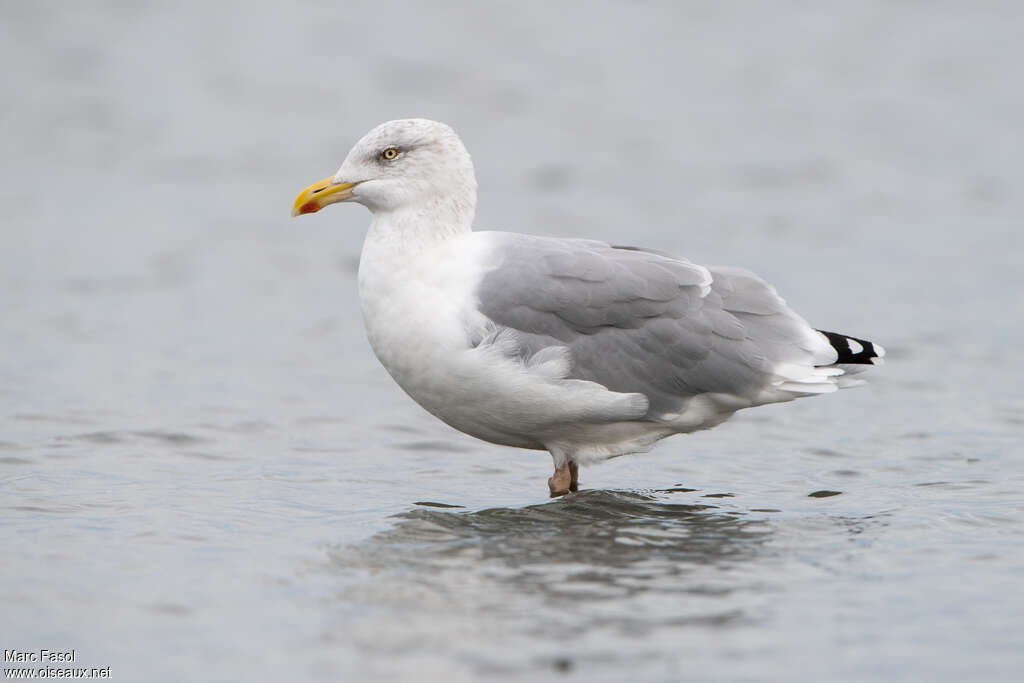 European Herring Gulladult post breeding, identification