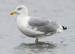 European Herring Gull