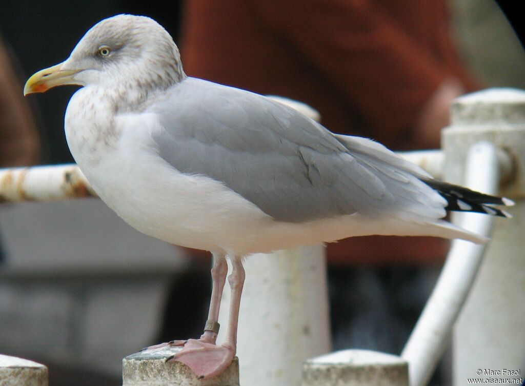 European Herring Gulladult post breeding, identification