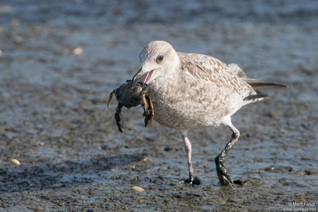 European Herring Gulljuvenile, identification, feeding habits