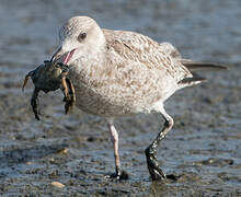 European Herring Gull