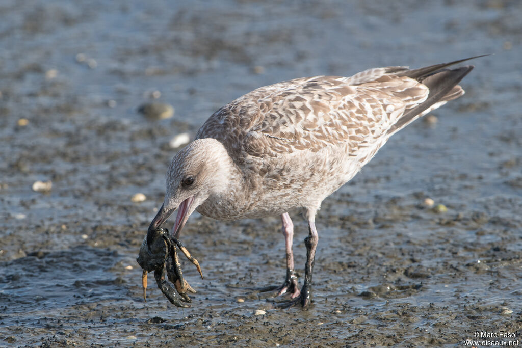 Goéland argentéjuvénile, identification, mange