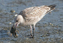 European Herring Gull