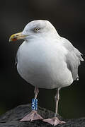 European Herring Gull