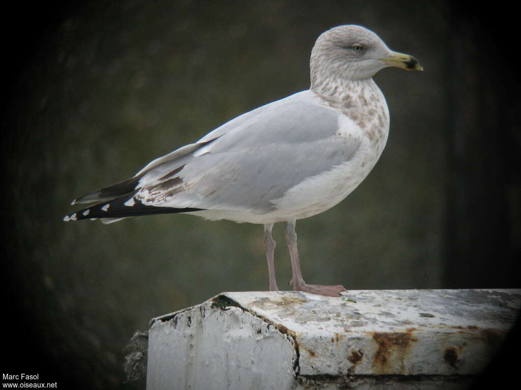 European Herring GullFourth year, identification