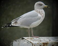 European Herring Gull