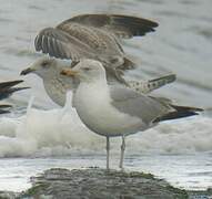 Goéland argenté