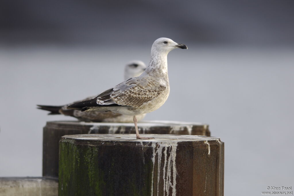 European Herring GullSecond year, identification