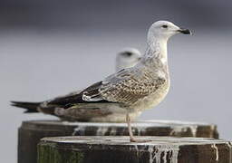 European Herring Gull