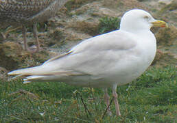 European Herring Gull