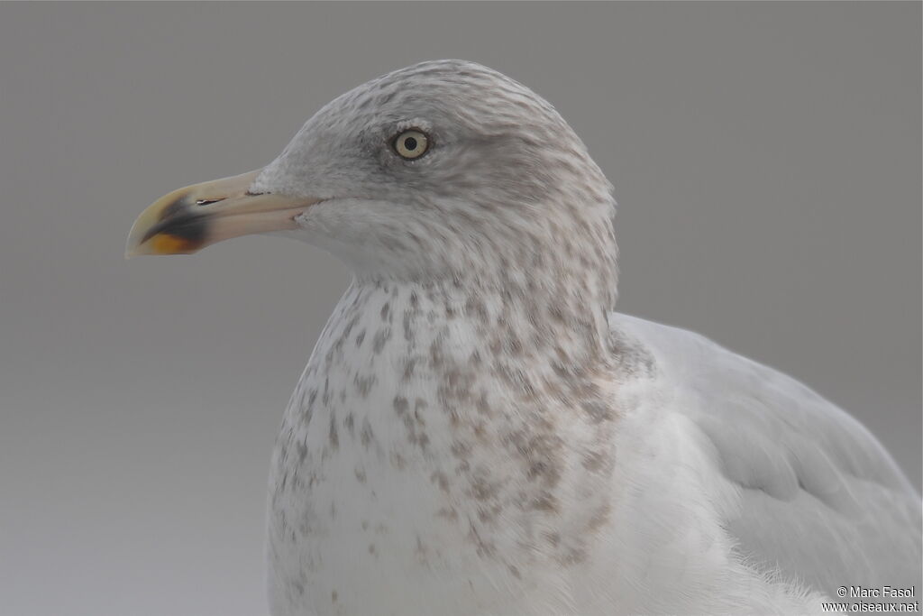 European Herring Gulladult post breeding, identification