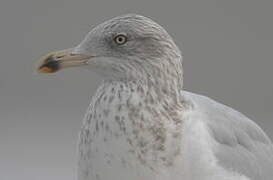 European Herring Gull