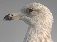 European Herring Gull