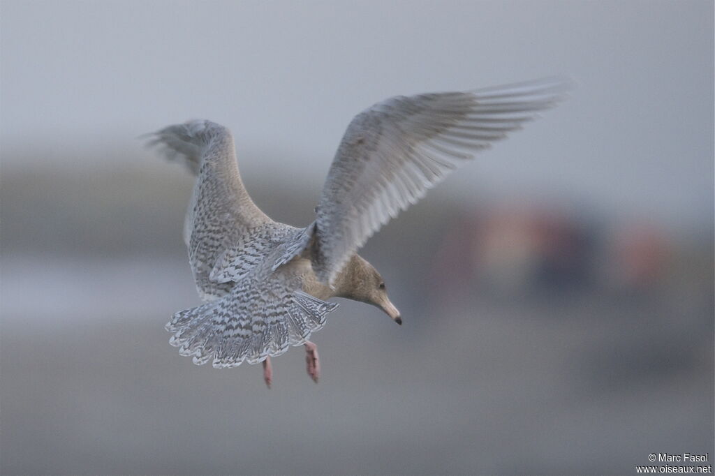 Glaucous Gull male Second year, Flight