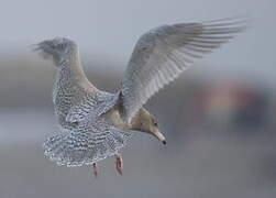 Glaucous Gull