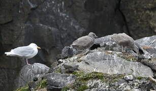 Glaucous Gull