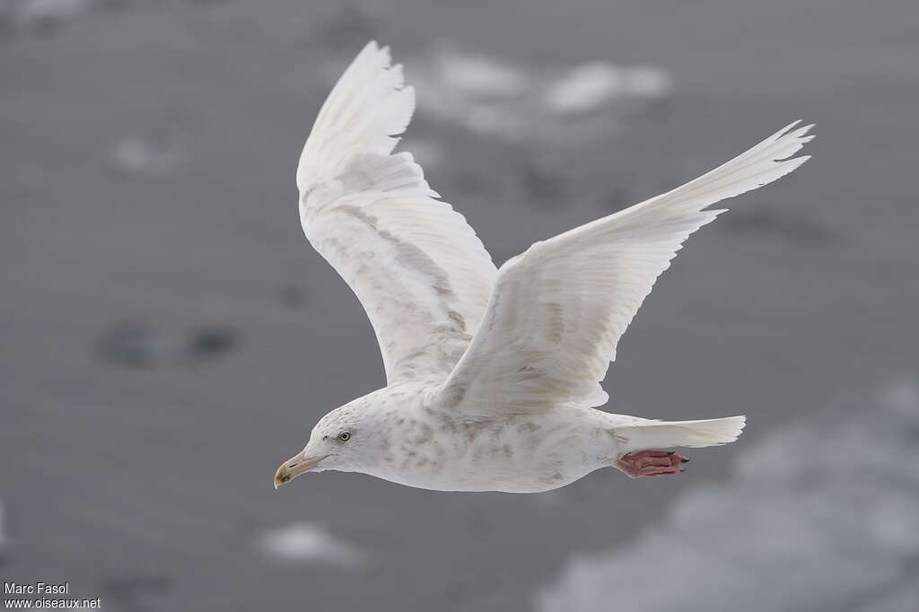 Glaucous GullThird  year, moulting, aspect, pigmentation, Flight