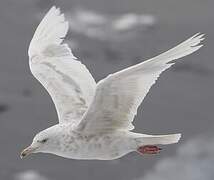 Glaucous Gull