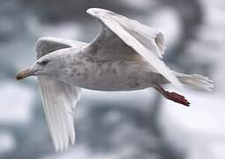 Glaucous Gull