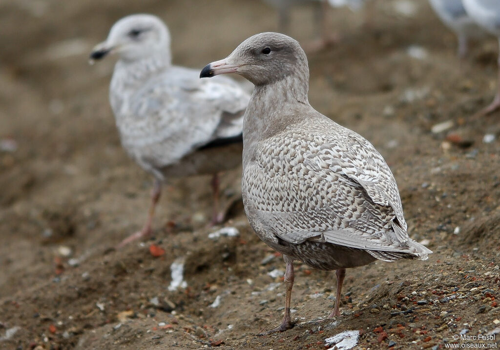 Glaucous GullFirst year, identification