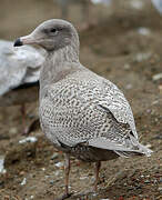 Glaucous Gull