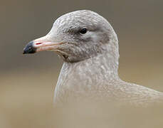 Glaucous Gull