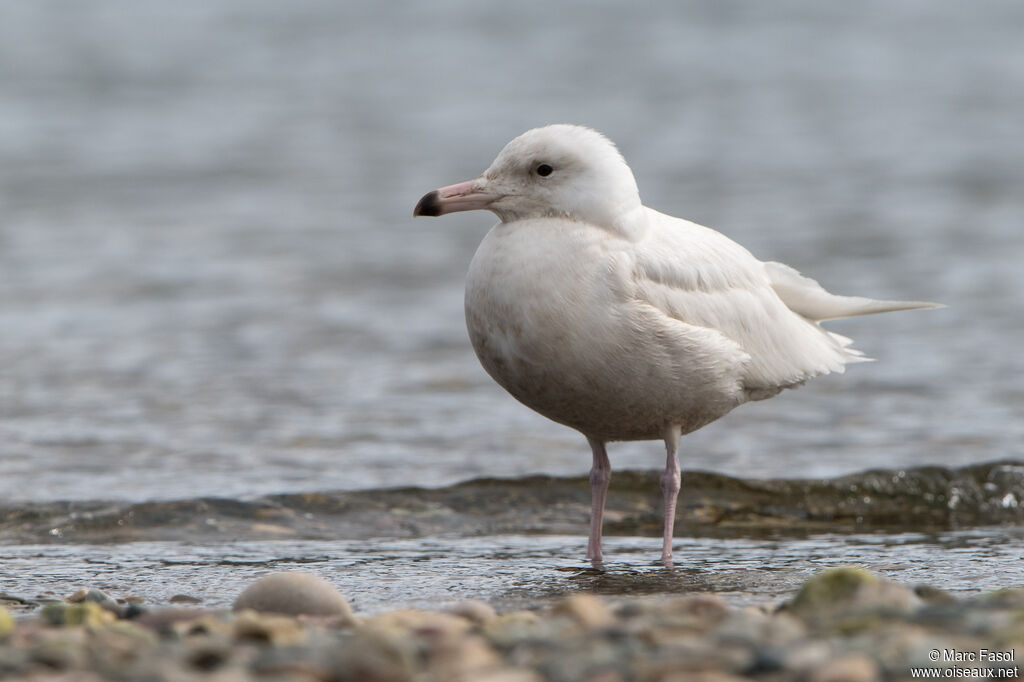 Glaucous GullSecond year, identification