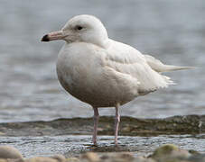 Glaucous Gull