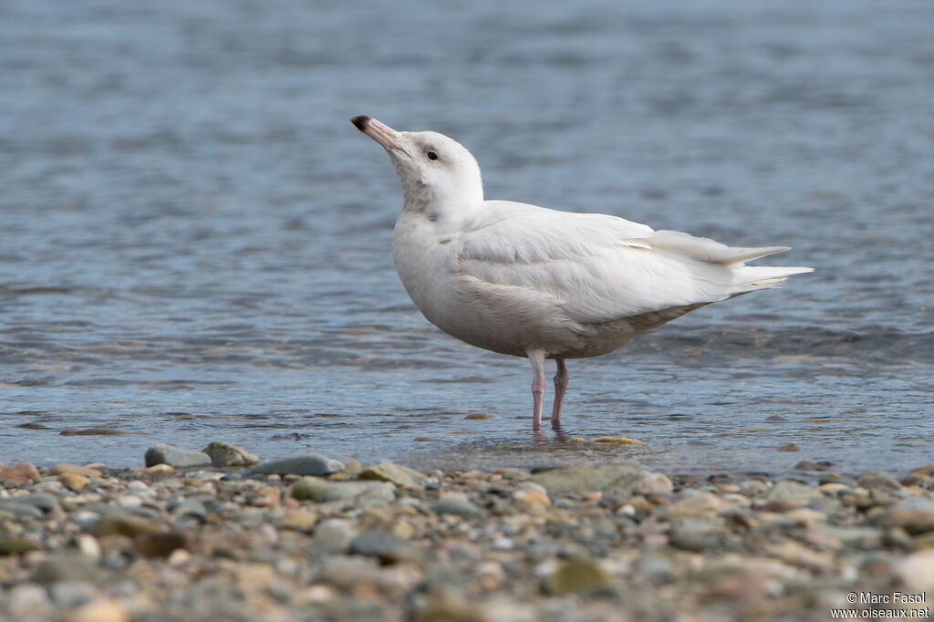 Glaucous GullSecond year