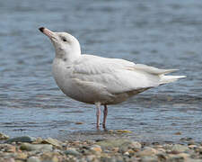 Glaucous Gull