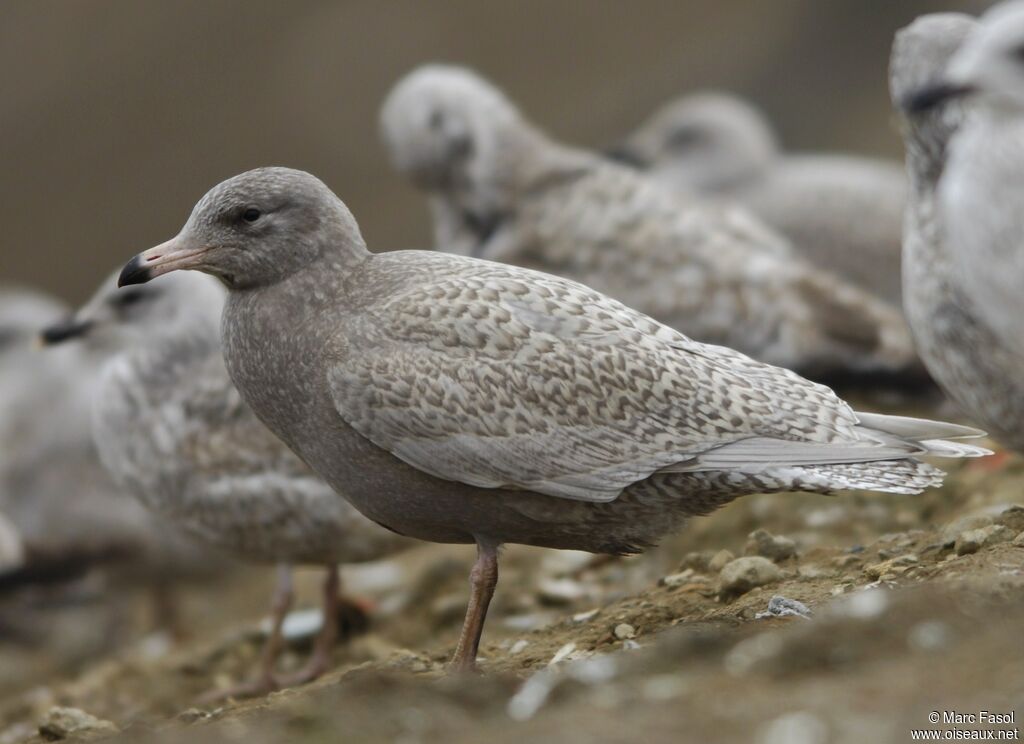 Goéland bourgmestre mâle 1ère année, identification