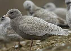 Glaucous Gull