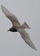 Glaucous Gull